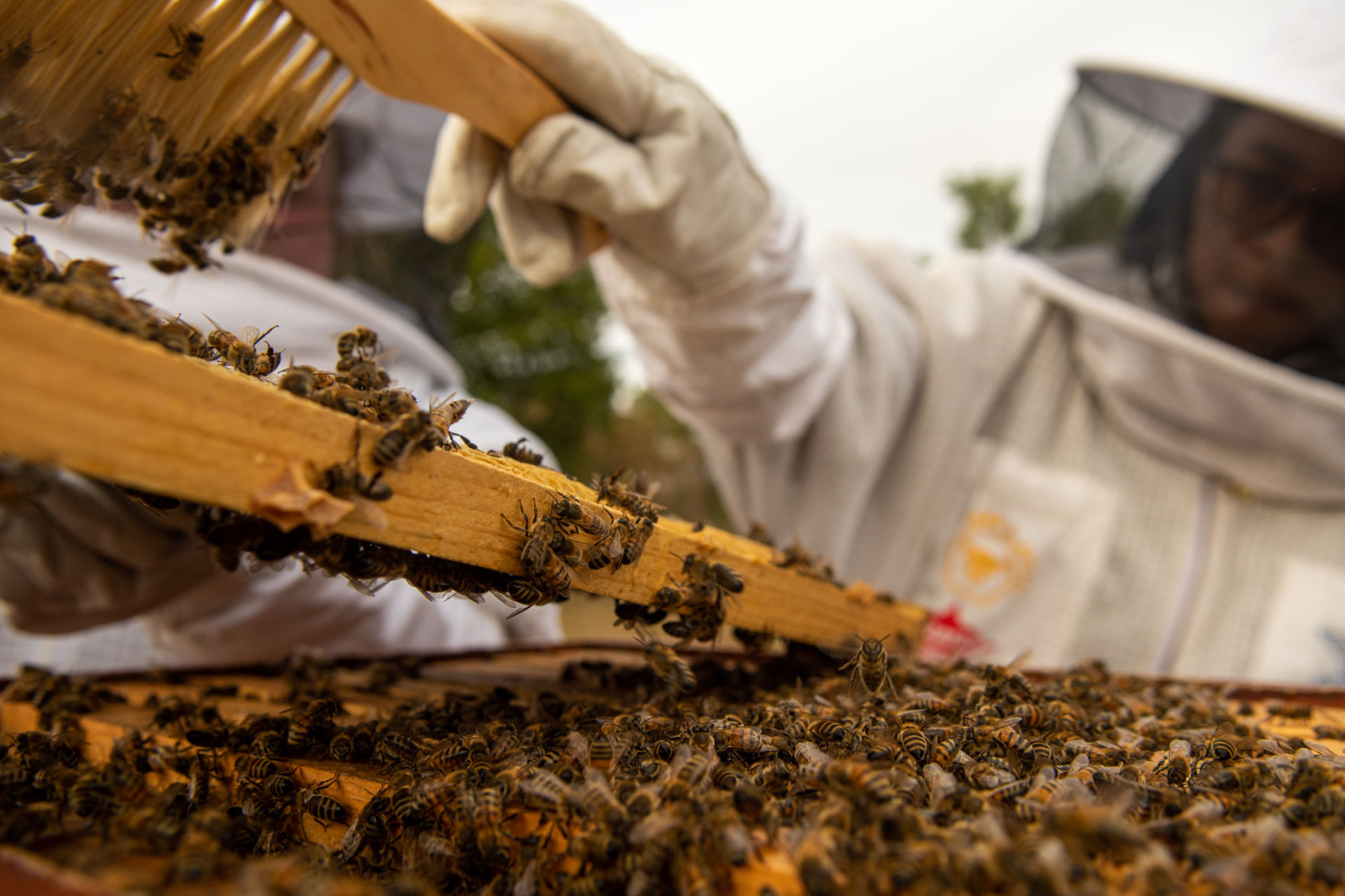 11172019_local_bees-6.jpg